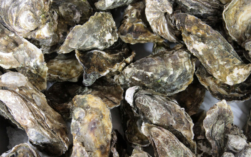 A pile of oysters inside their shells