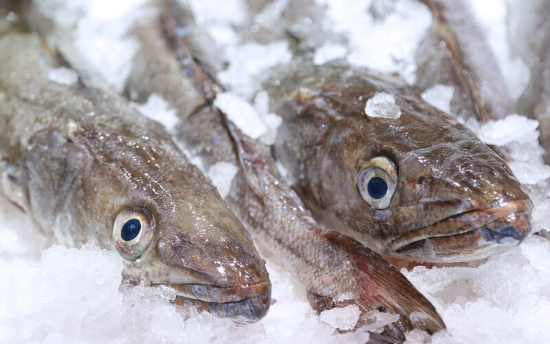 Hake on ice