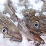 Hake on ice