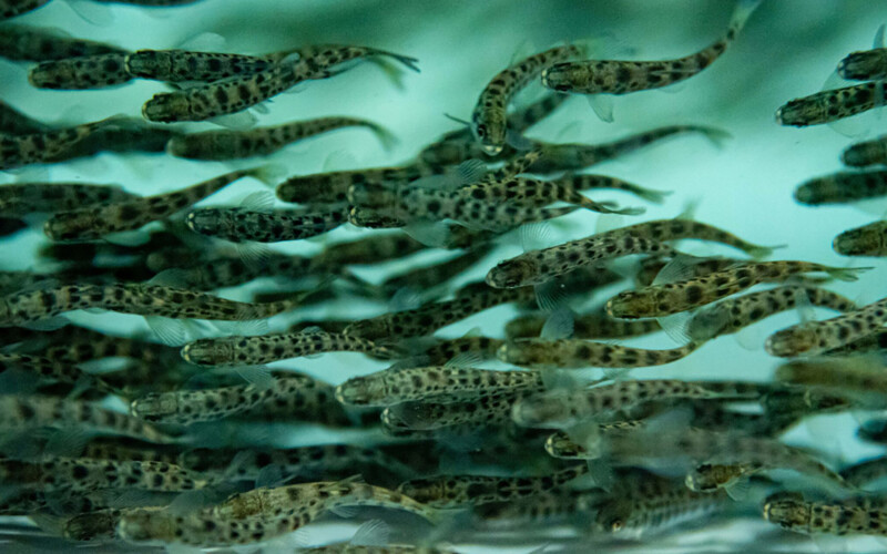 Salmon smolt swimming