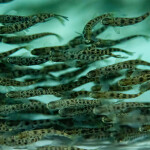 Salmon smolt swimming