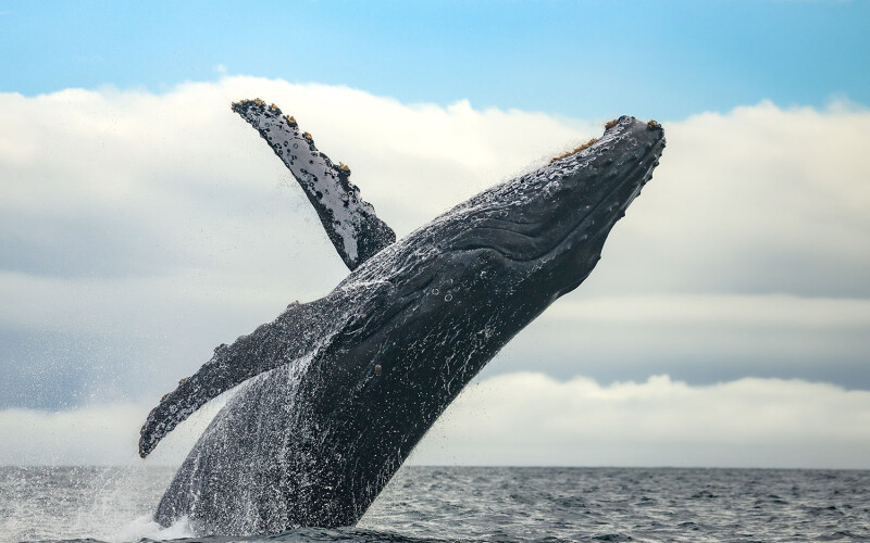 A humpback whale breaching the ocean