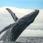 A humpback whale breaching the ocean