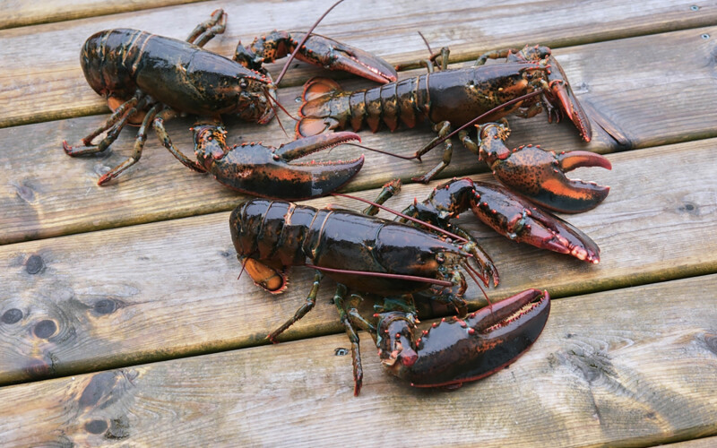 Freshly caught lobsters on a dock in Atlantic Canada