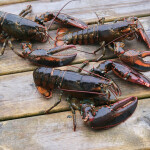 Freshly caught lobsters on a dock in Atlantic Canada