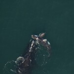 North Atlantic right whales