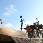 Vietnamese fishers hauling in a net