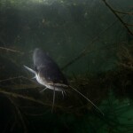 a catfish