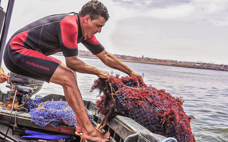 A SETEXAM employee hauling up seaweed from the water