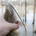 A catfish