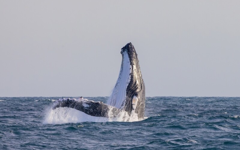 A humpback whale