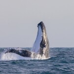 A humpback whale