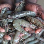 shrimps