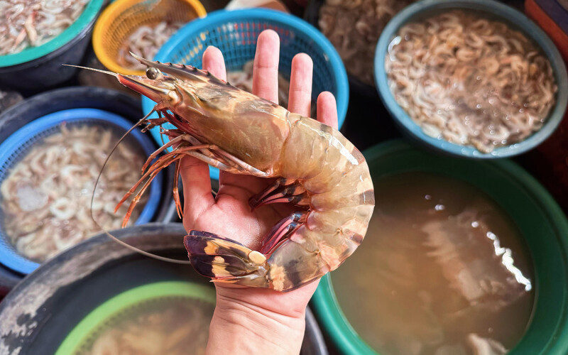 giant tiger prawn