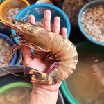 giant tiger prawn