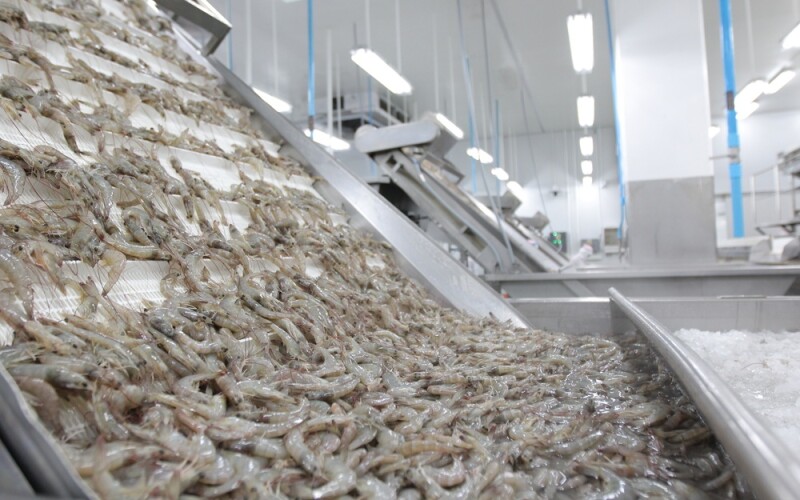 Shrimp at a processing factory