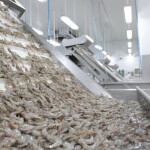 Shrimp at a processing factory