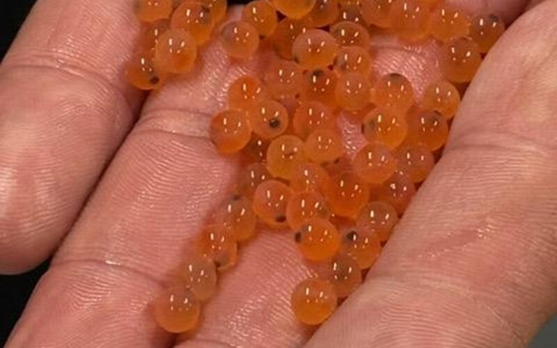 trout eggs