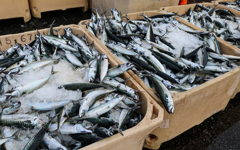 Buckets of mackerel on ice in Keflavik, Iceland