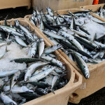 Buckets of mackerel on ice in Keflavik, Iceland