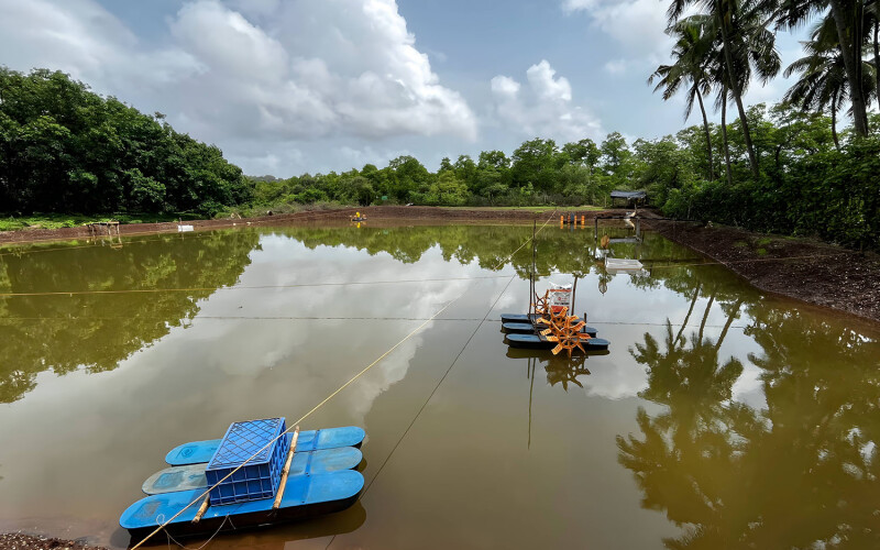 A shrimp pond in India