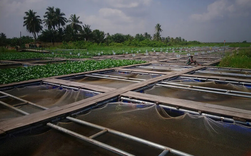 A Nigerian fish farm