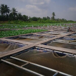 A Nigerian fish farm