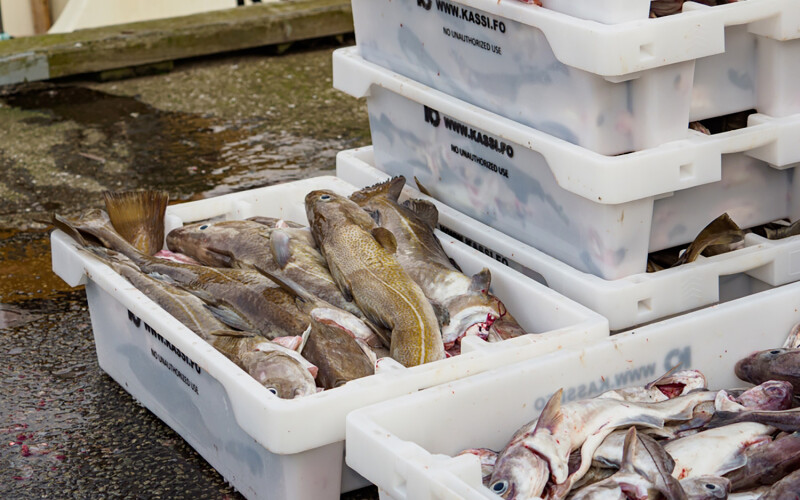 Cod in clear tubs in Klaksvík, Faroe Islands