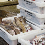 Cod in clear tubs in Klaksvík, Faroe Islands