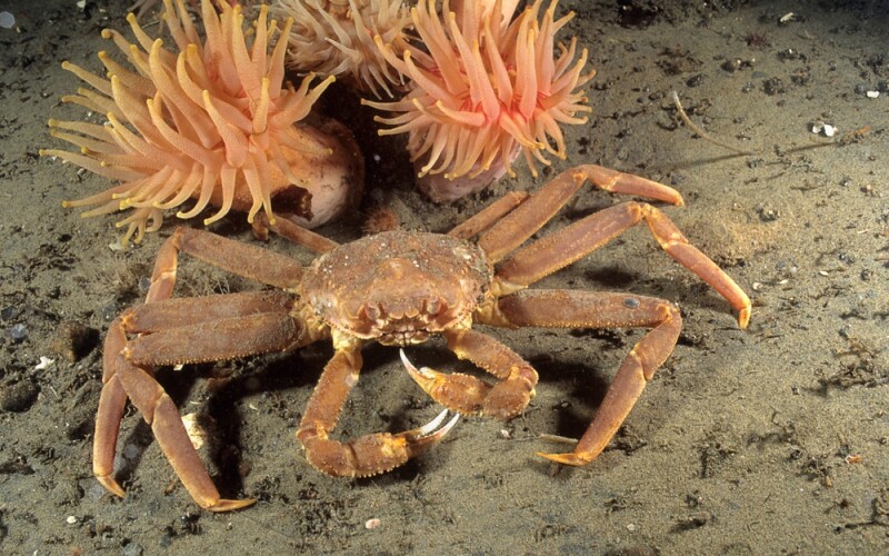 a snow crab