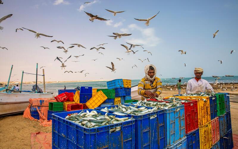 Fishermen collecting fish in Al Ashkhara, Oman