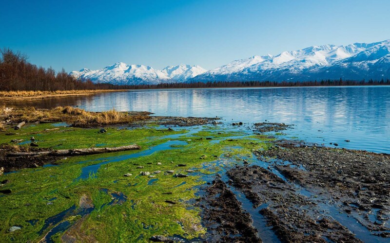 Algal bloom in Alaska