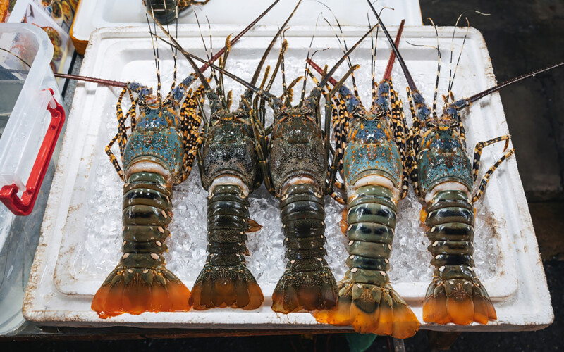Vietnam spiny lobster