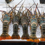 Vietnam spiny lobster