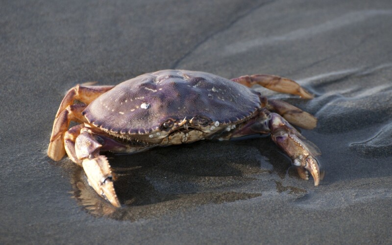 a Dungeness crab