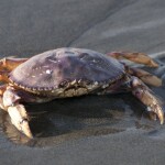 a Dungeness crab