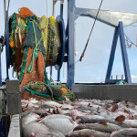 A Midwater Trawlers Cooperative fishing vessel with a catch of fish