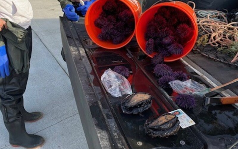 Red urchins and abalone harvested from the California coast