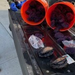 Red urchins and abalone harvested from the California coast