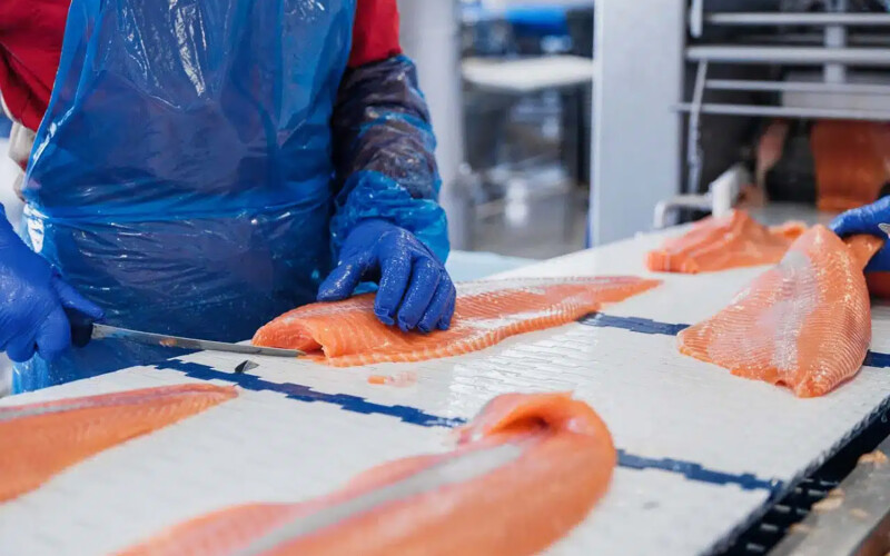 A SalMar employee slicing a salmon fillet
