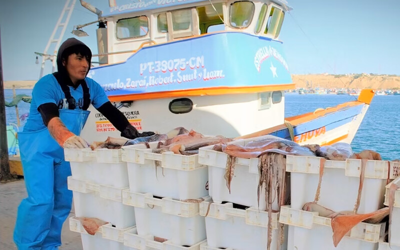 A man pushing containers of fresh jumbo flying squid