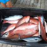 A bucket with catches of red snapper inside