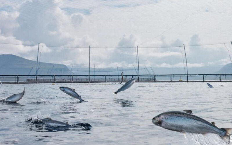 Salmon jumping inside a net pen operated by Arnarlax