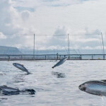 Salmon jumping inside a net pen operated by Arnarlax