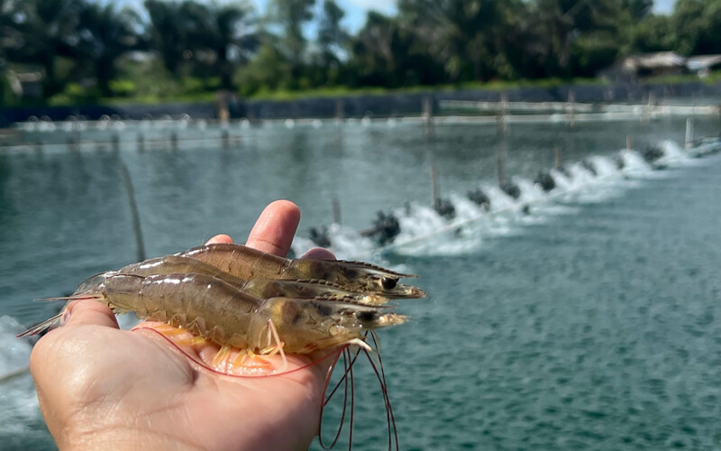 A person holding shrimp