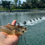 A person holding shrimp