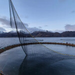 Deep-farming technology developed by AKVA group and used for cod farming by Ode