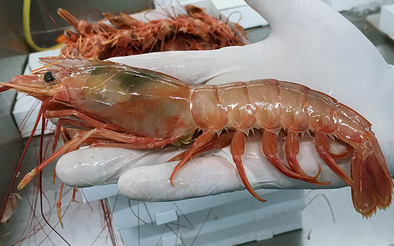 Argentine red shrimp