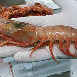 Argentine red shrimp