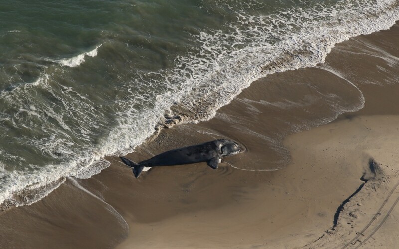 A dead North Atlantic right whale